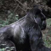  Munyinya, Silverback Gorilla, Aggitated (Rwanda)